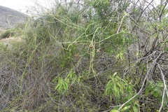 Funastrum angustissimum