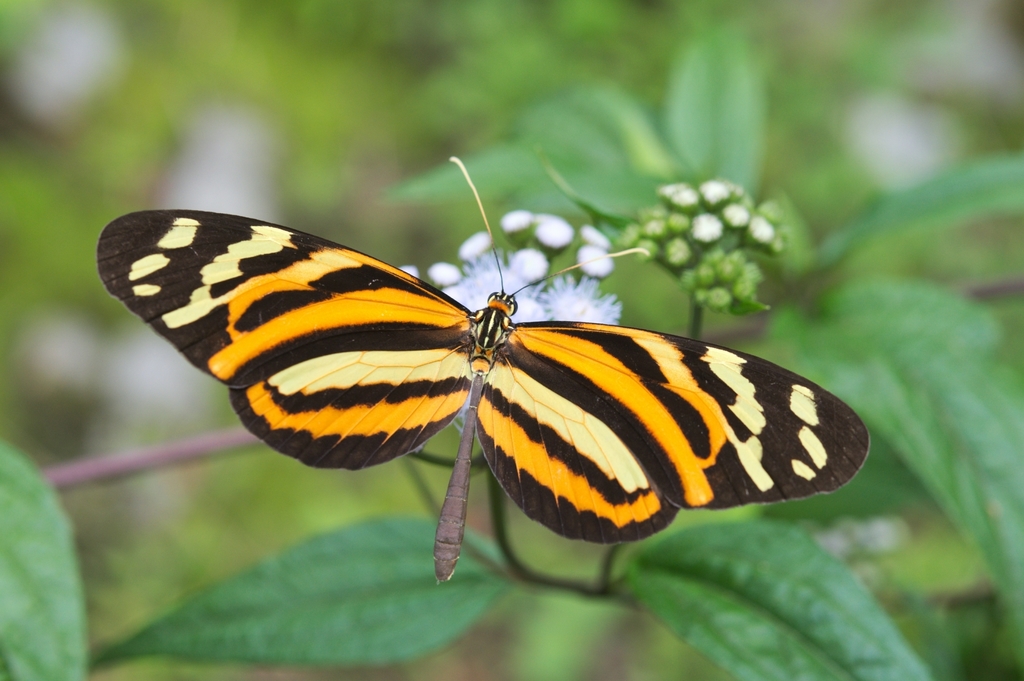 Melinaea lilis