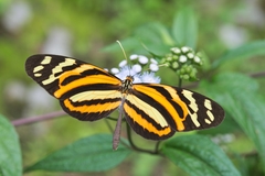 Mimic Tigerwing