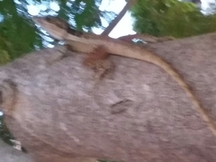 Tropicagama temporalis