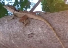 Tropicagama temporalis