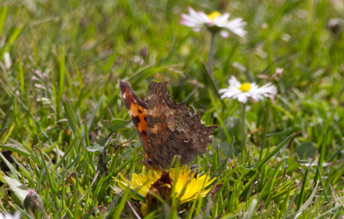 Hoary Comma photo 6