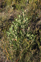 Banksia ornata