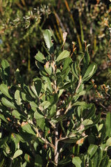 Banksia ornata