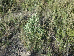Banksia ornata