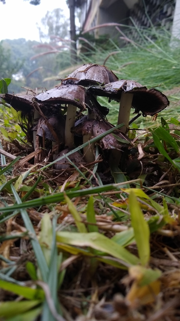 Coprinopsis romagnesiana · April 2023 · photo: © lechuzoologo (iNaturalist, cc-by)