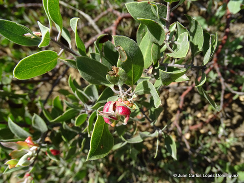 pointleaf manzanita