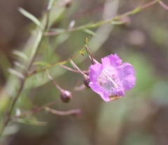 Agalinis strictifolia