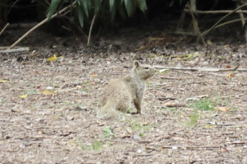 iNaturalist observation photo of California Ground Squirrel
