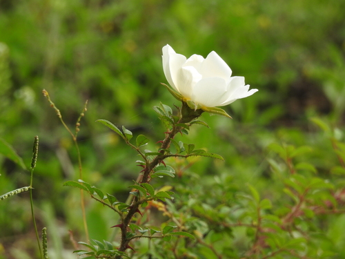 Rosa bracteata