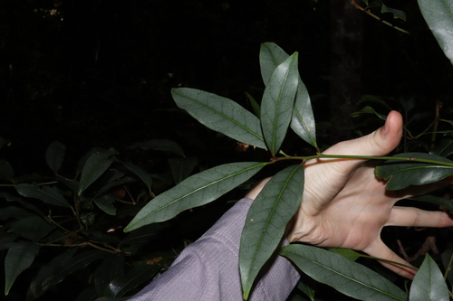 Image of Beilschmiedia elliptica by (c) Thomas Mesaglio, some rights reserved (CC BY)