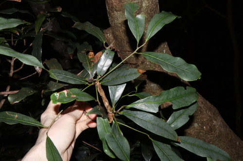 Image of Beilschmiedia elliptica by (c) Thomas Mesaglio, some rights reserved (CC BY)