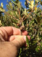 Quercus × acutidens