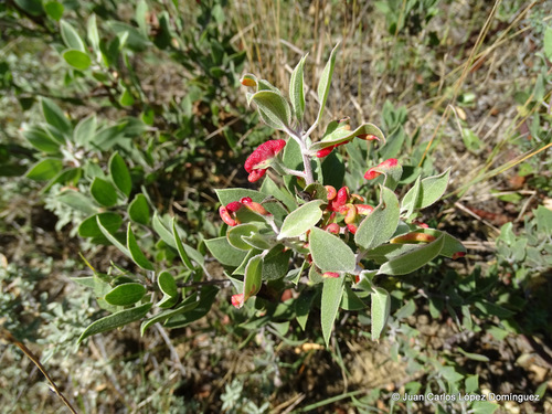 pointleaf manzanita