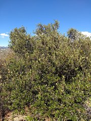 Quercus × acutidens