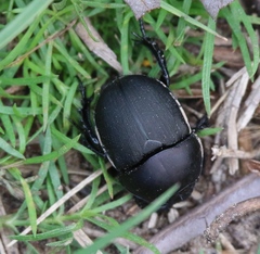 Geotrupes opacus