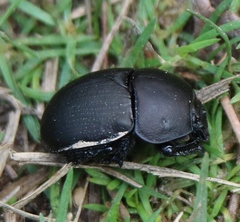 Geotrupes opacus