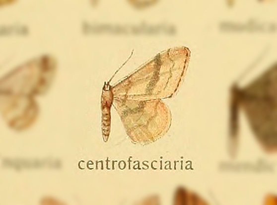 Somatina centrofasciaria