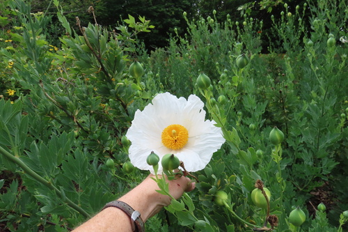 iNaturalist observation photo of Coulter's matilija poppy