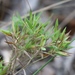 Dichanthelium acuminatum - Photo (c) Nicholas Cowey, algunos derechos reservados (CC BY-NC), subido por Nicholas Cowey