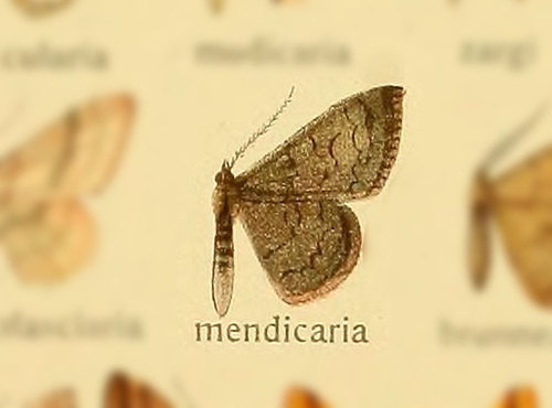 Scopula mendicaria thumbnail