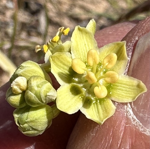 Desert deathcamas (Toxicoscordion brevibracteatum)