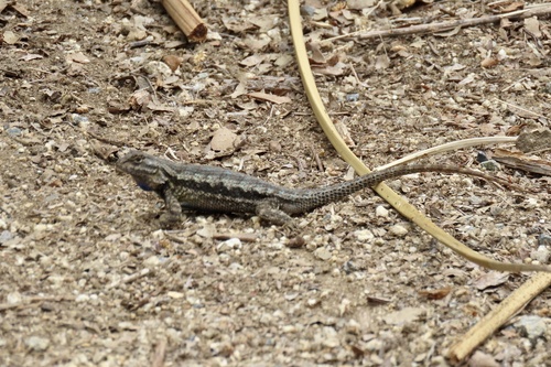 iNaturalist observation photo of Western Fence Lizard