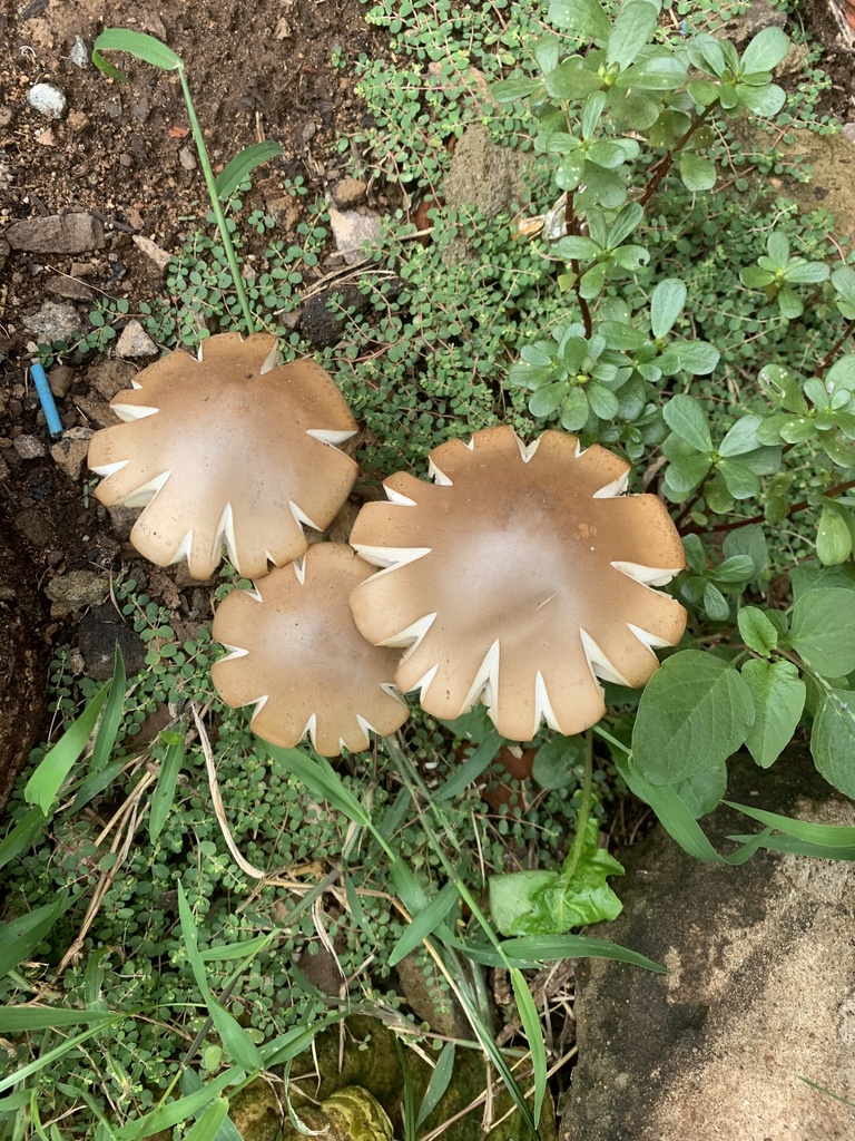 Macrocybe titans · April 2023 · photo: © carancho (iNaturalist, cc-by)