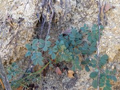 Acmispon grandiflorus grandiflorus