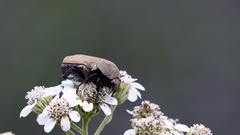 Hologymnetis cinerea