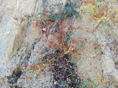 Acmispon grandiflorus grandiflorus