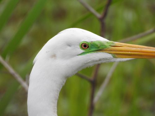 Great Egret photographed in Louisiana