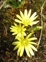 Ranunculus verticillatus