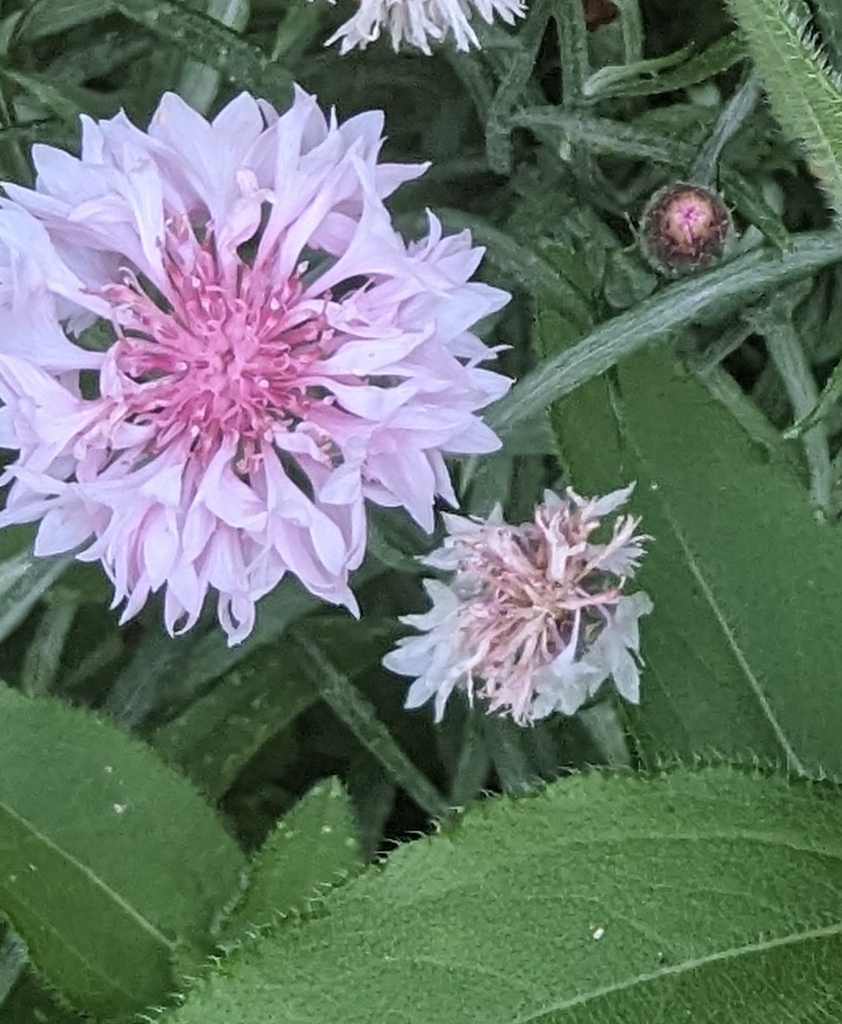 Cornflower from Greater Fifth Ward, Houston, TX, USA on April 24, 2023