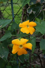 Thunbergia gregorii