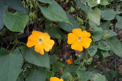 Thunbergia gregorii