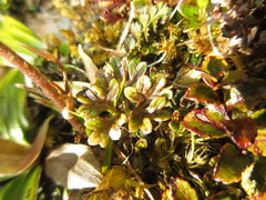 Ranunculus verticillatus