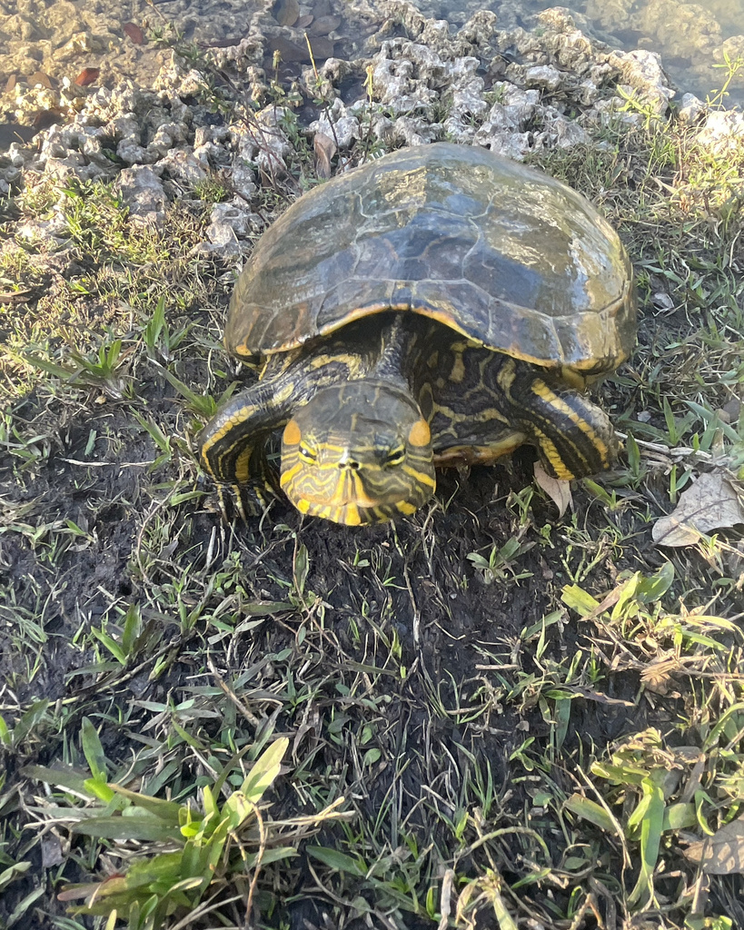 Mesoamerican Slider from Modesto A. Maidique Campus - Florida ...