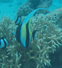 Moorish idol