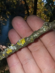 Phaeocalicium populneum