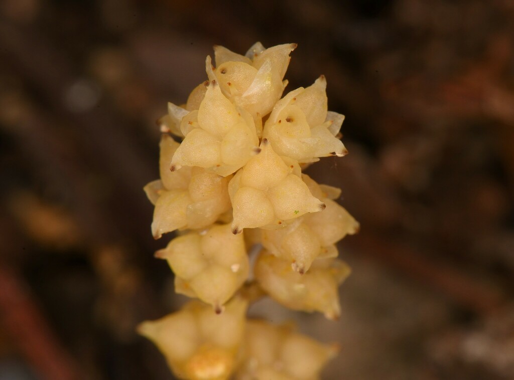Petrosavia