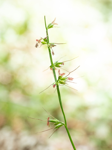 Oplismenus hirtellus