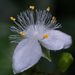 Small-leaf Spiderwort - Photo (c) Alex Abair, some rights reserved (CC BY-NC), uploaded by Alex Abair
