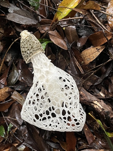 Complex Phallus indusiatus