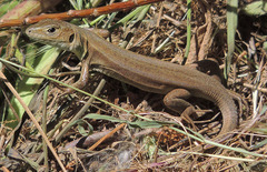 Lacerta pamphylica