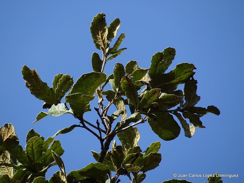 netleaf oak from Cerro Cuatlapanga, Tlaxcala, MX. on November 21, 2015 ...