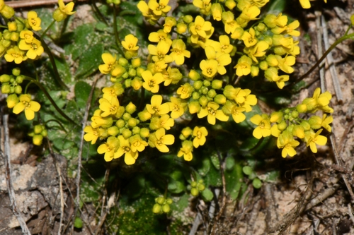 Image of Draba zionensis by (c) Darrin Gobble, some rights reserved (CC BY)