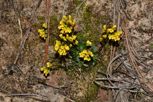 Image of Draba zionensis by (c) Darrin Gobble, some rights reserved (CC BY)