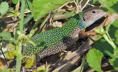 Lacerta pamphylica