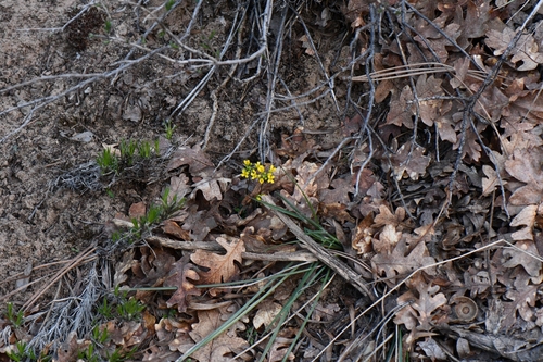 Image of Draba zionensis by (c) Darrin Gobble, some rights reserved (CC BY)